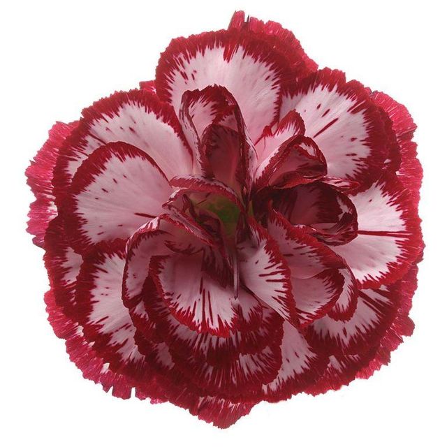 Dried Flowers
