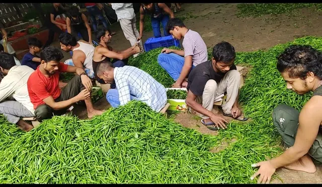 G4 Green Chilli 4