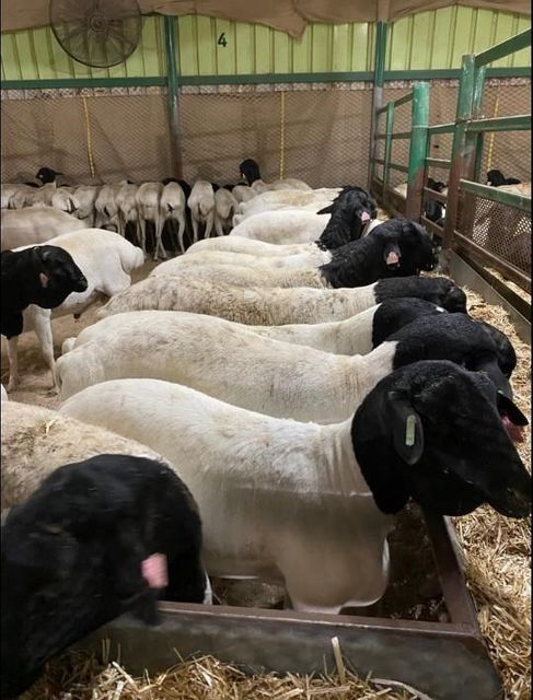 Live Sheep Product