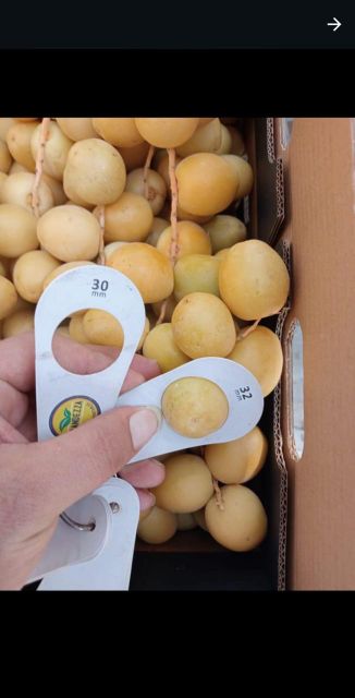 Close up of Fresh Barhi Dates