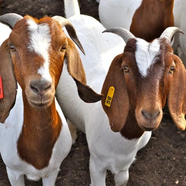 Boer Goats in pasture