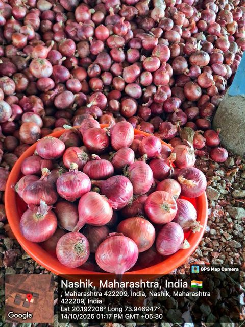 Onion Product 2