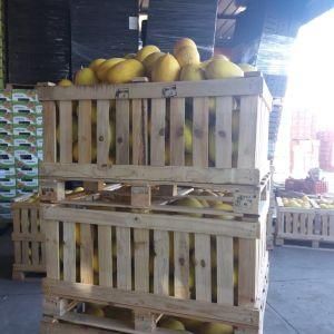 Fresh Melon Yellow Premium Canary Product