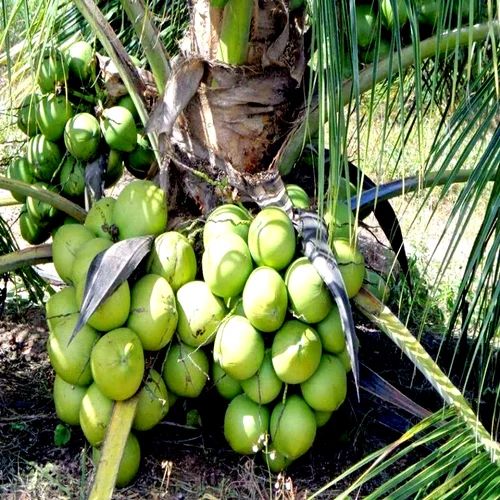 Golden Tropic Coconut Product