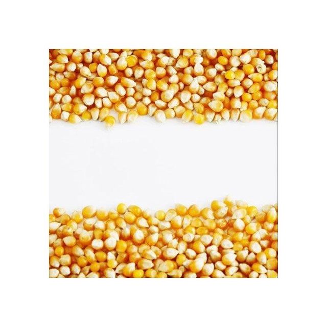 Yellow Maize in Storage