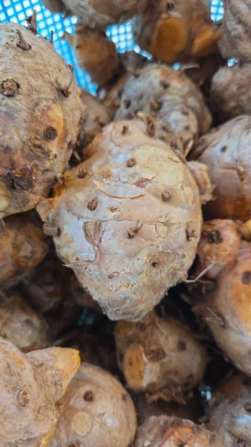 Javanese Turmeric in Use