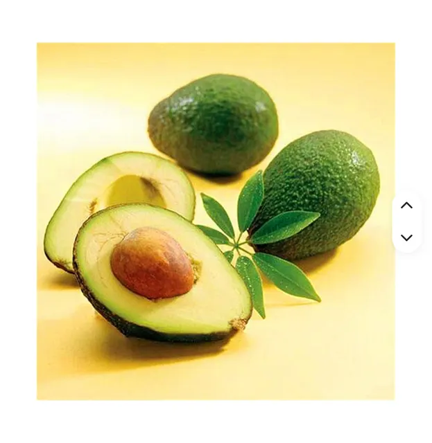 High Quality Organic Hass Avocado
