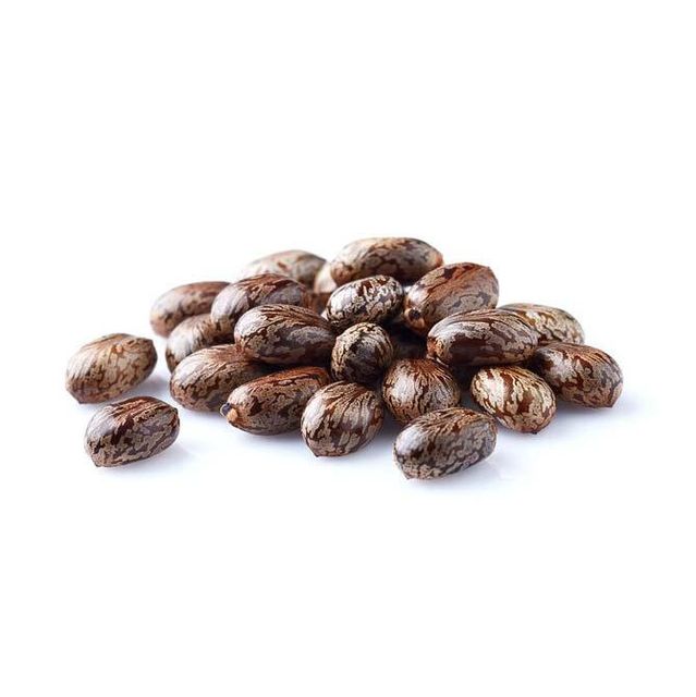 Castor Seed - Bulk Packaging