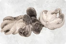 Frozen Baby Octopus - Whole Cleaned