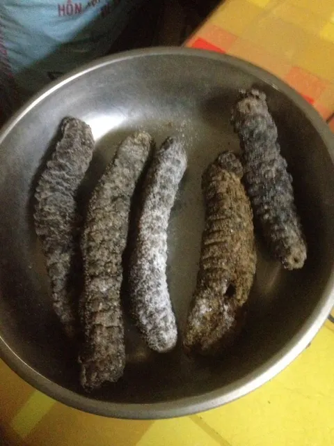 Dried Sea Cucumber Product Image 3