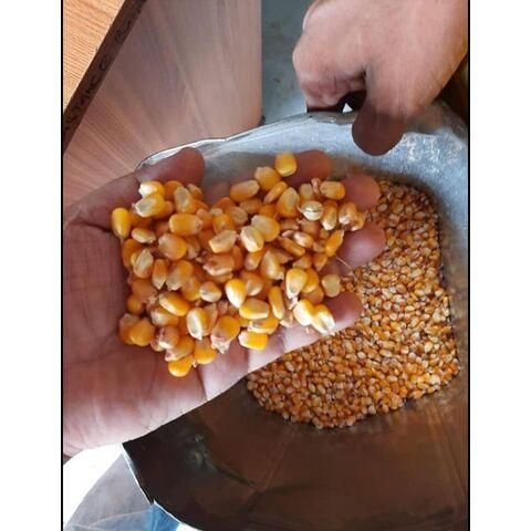 Corn Gluten Feed
