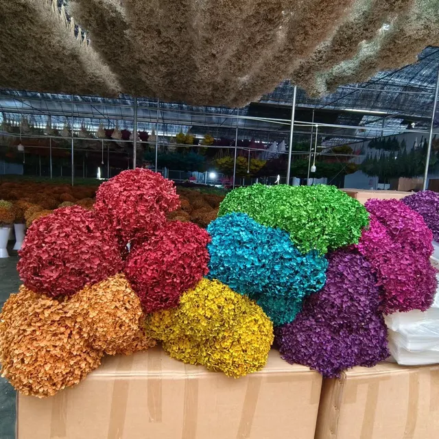 Prevented Anna Hydrangea