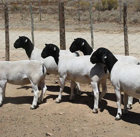 Dorper sheep group