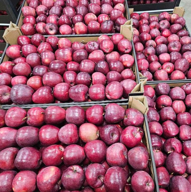 Fresh Apple Red Chief