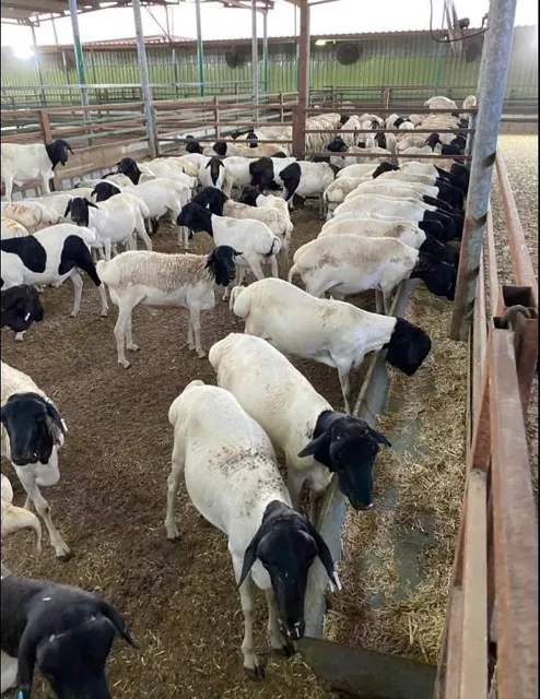 Live Sheep