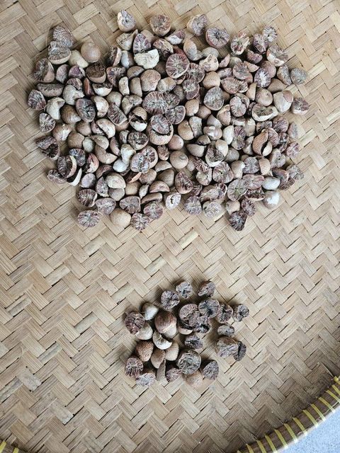 Betel Nut Product 2