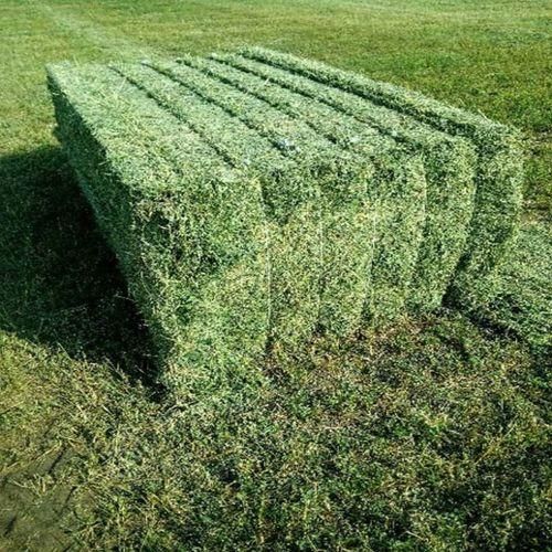 Alfalfa Hay 1