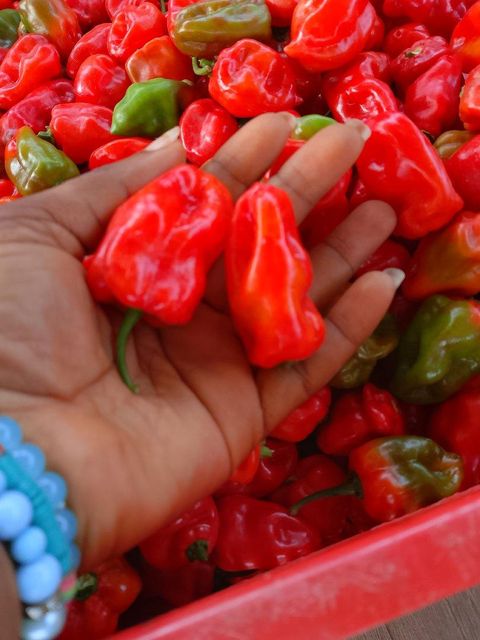 Red Habanero Pepper