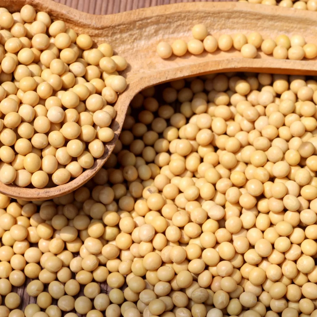 Food Grade Soybeans