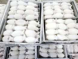 Frozen Cuttlefish Fillet Roll