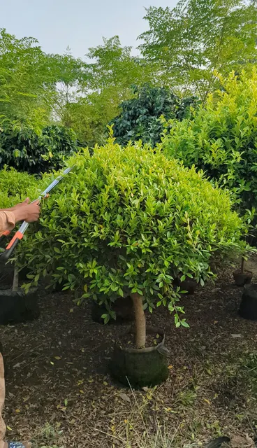 Close-up of dense foliage of a football-shaped Ficus