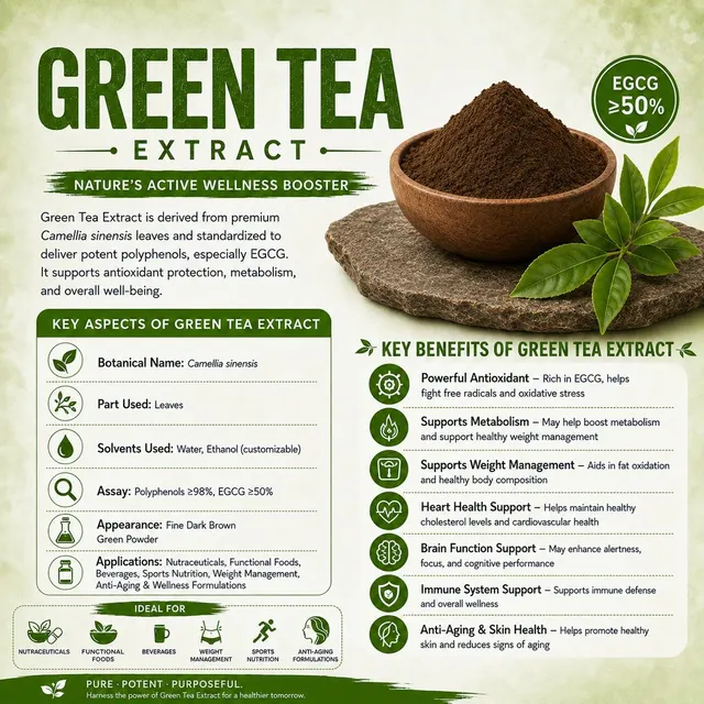 Green Tea Extract Powder – Standardized EGCG