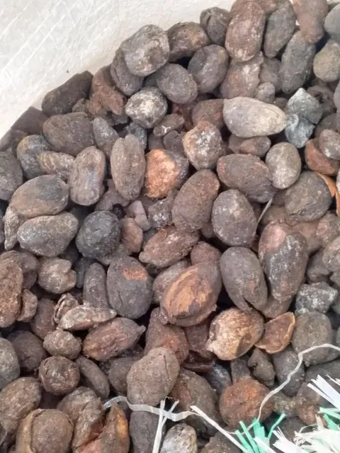 Raw Shea Nuts in Basket