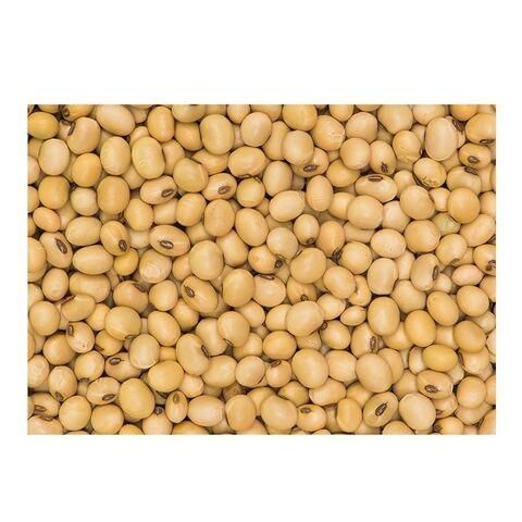 Soy Protein