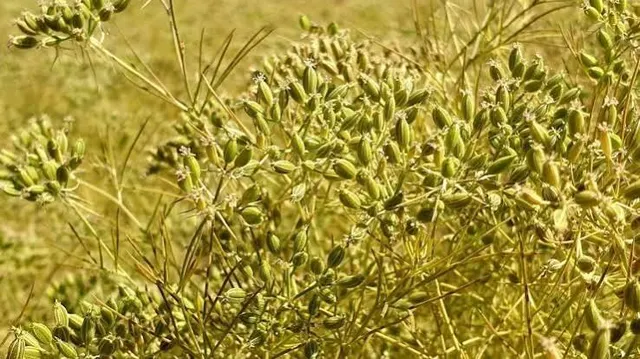Ground Cumin Powder
