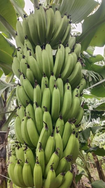 G9 Cavendish Banana