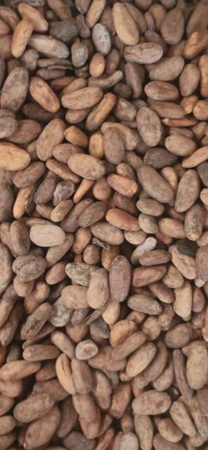 Dry Cocoa Beans