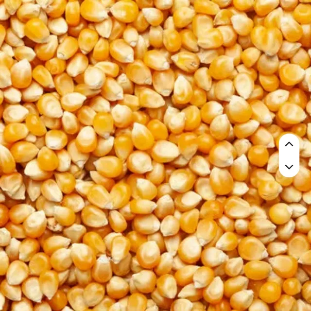 Superior Yellow Maize Corn Dried Kernels - Image 2