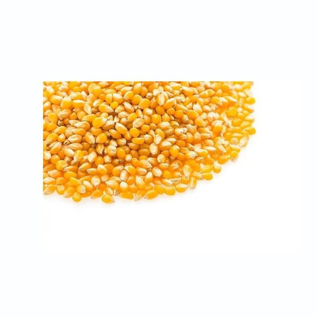 Fresh yellow corn in packaging
