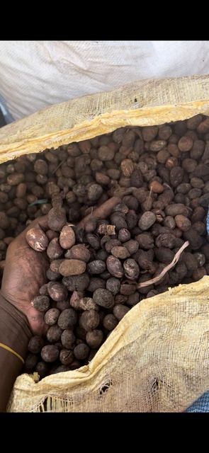 Shea Nut Product 2