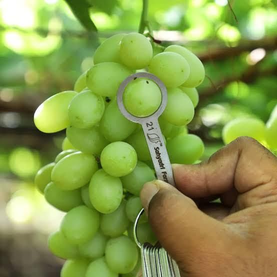 Grapes 4
