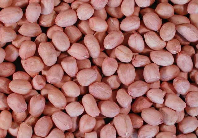 Close-up of Raw Peanuts with shells