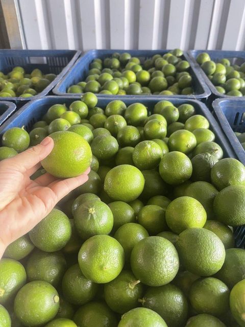 Vietnam Seedless Lemon