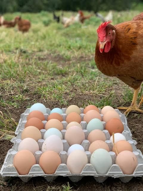 Close-up of brown chicken eggs