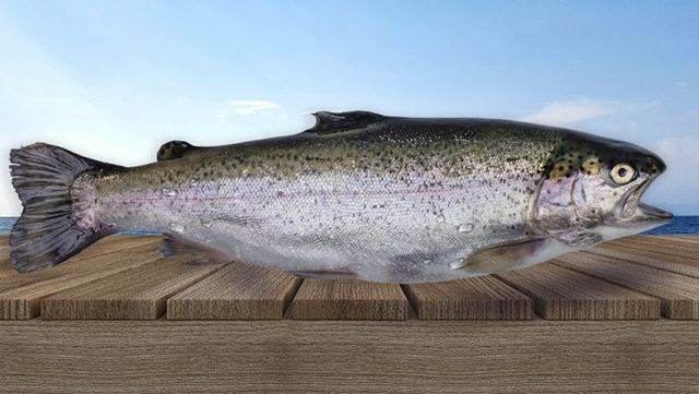 Rainbow Trout Product Image