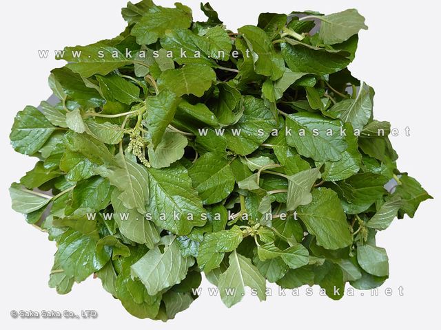 Small Green Amaranth Leaves