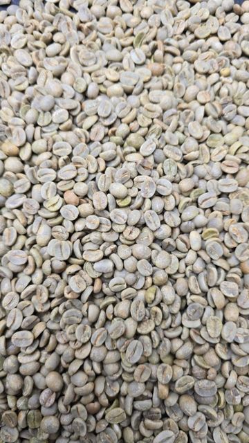 Arabica Coffee Beans Image 1