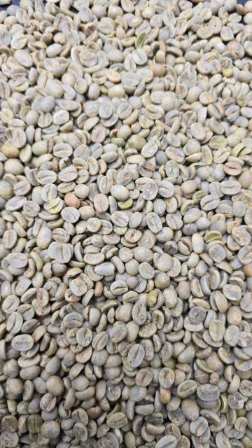 Arabica Coffee Beans Image 2