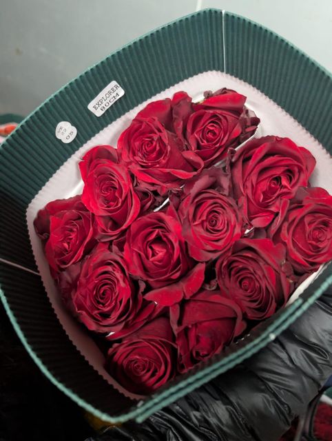 Premium red rose