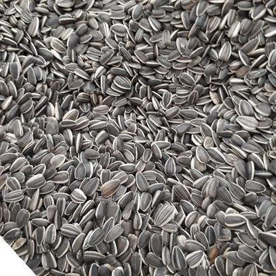 Sunflower seeds close-up with natural texture