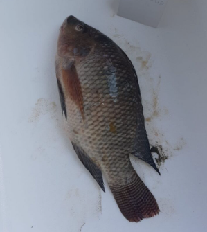 Frozen Tilapia Fish