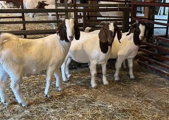 Close-up of healthy Alpine goat