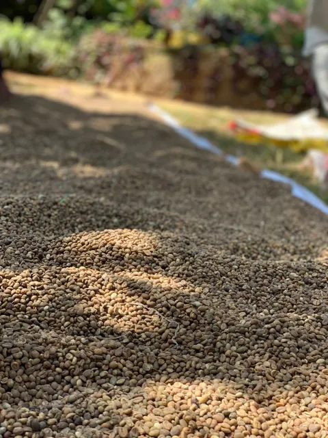 Roasted Arabic Coffee Beans