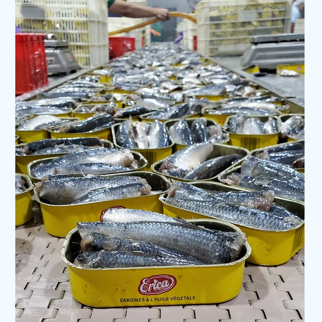 Canned Sardine with Tomato Sauce