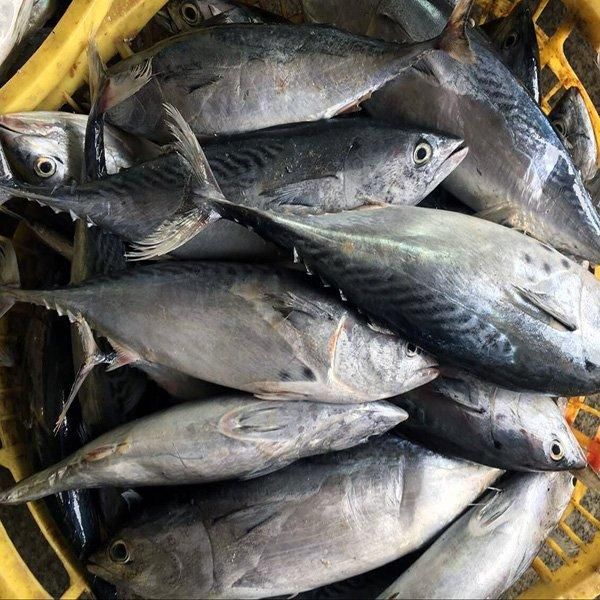 Fresh Tuna
