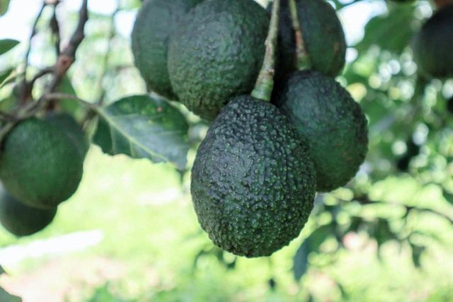Avocado Oil